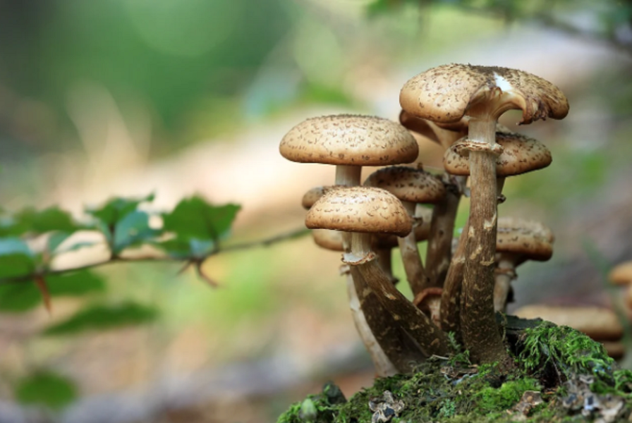 Le migliori zone per trovare funghi in provincia di Imperia